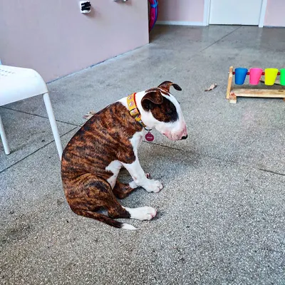 Szkoła dla psów "Pies nie-doskonały"